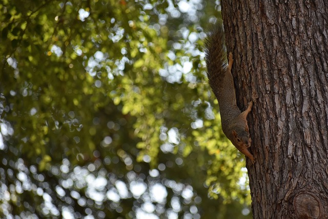 阿森纳的胜 阿森纳的胜